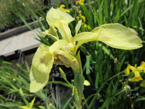 Creme gelbe Schwertlilie - Iris pseudacorus Sulphur Queen